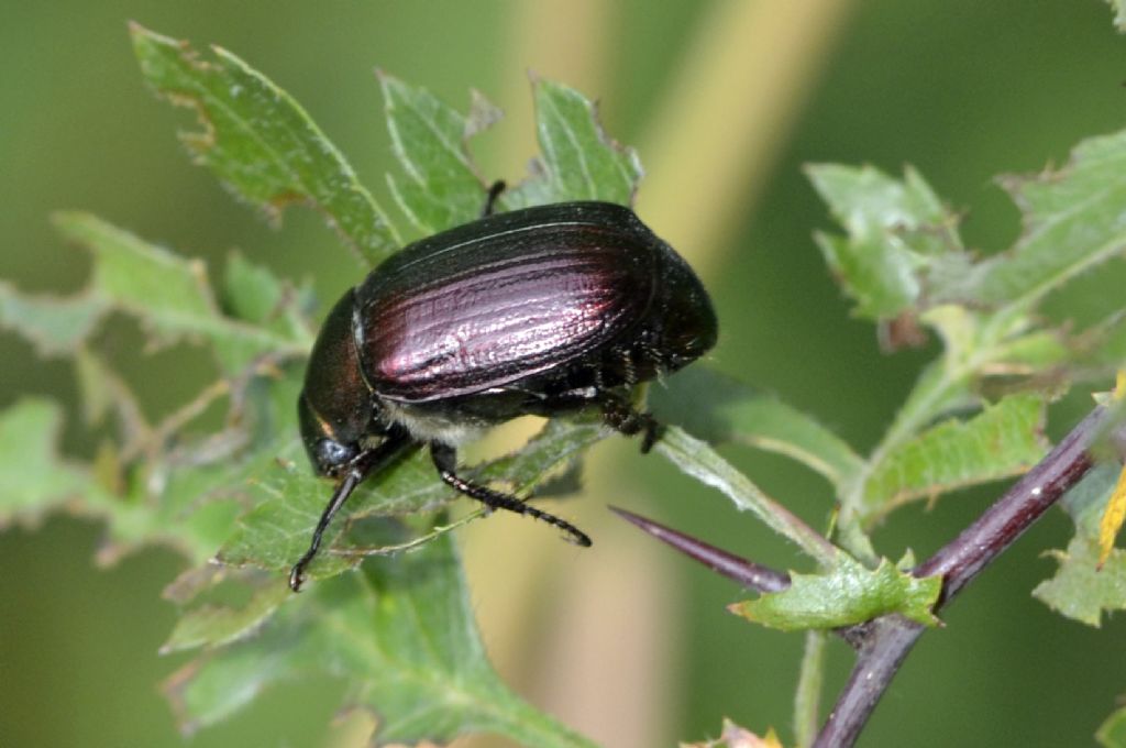 Anomala cfr. vitis, Rutelidae